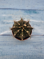 Gymnocalycium Friedrichii (Гимнокалициум)