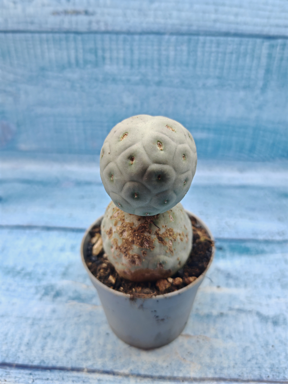 Tephrocactus Geometricus (Тефрокактус)