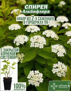 Саженец, Спирея, Альбифлора, 2 шт