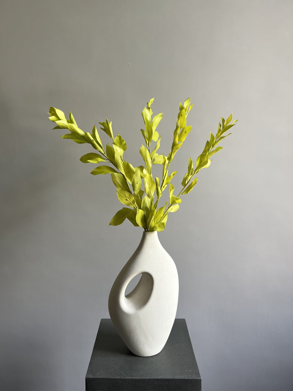 Рускус садовый стабилизированный светло-зеленый