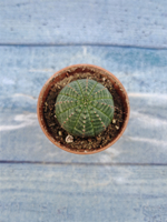 Euphoria Obesa (Эуфорбия)