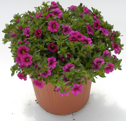 ЕВРО Калибрахоа Calipetite Rose укореннный черенок ОКС конец декабря