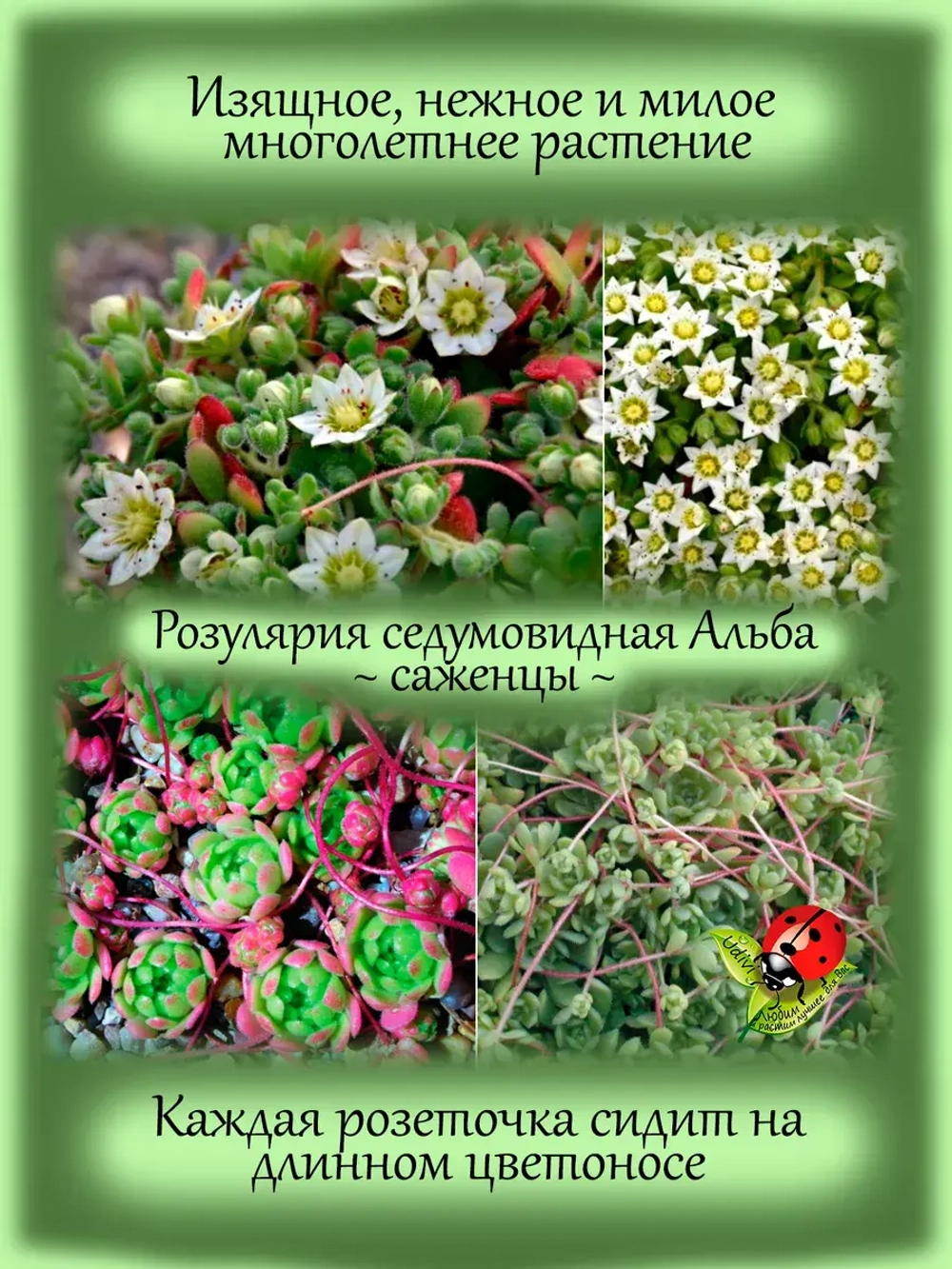 Розулярия седумовидная Альба многолетняя
