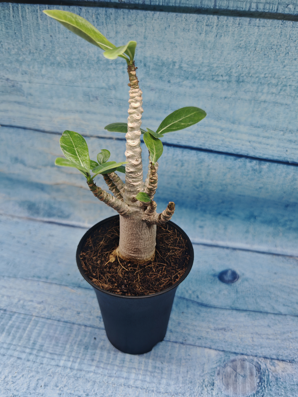 Adenium Baobab (Адениум)