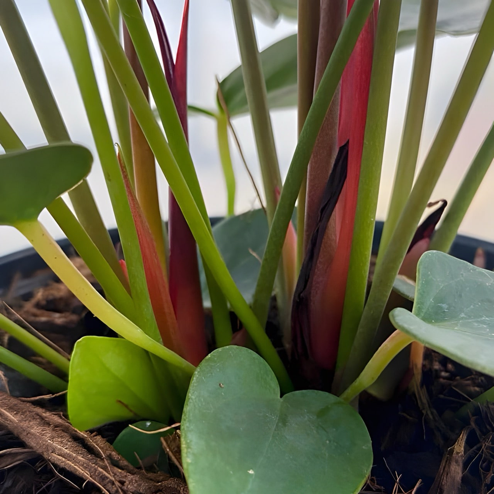 Антуриум Андре DELICATA