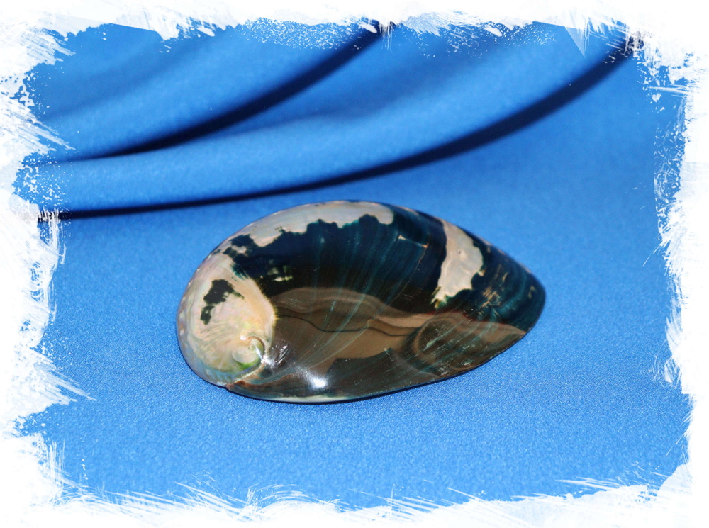 Галиотис крачеродии (Haliotis cracherodii) 8,5 см.