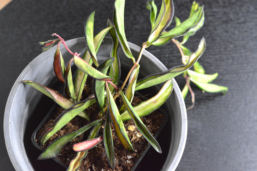 Хойя Вайети Триколор / Hoya Wayetii Tricolor