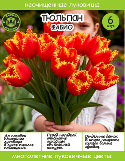 Тюльпан Луковица, Фабио 6 шт. крупные