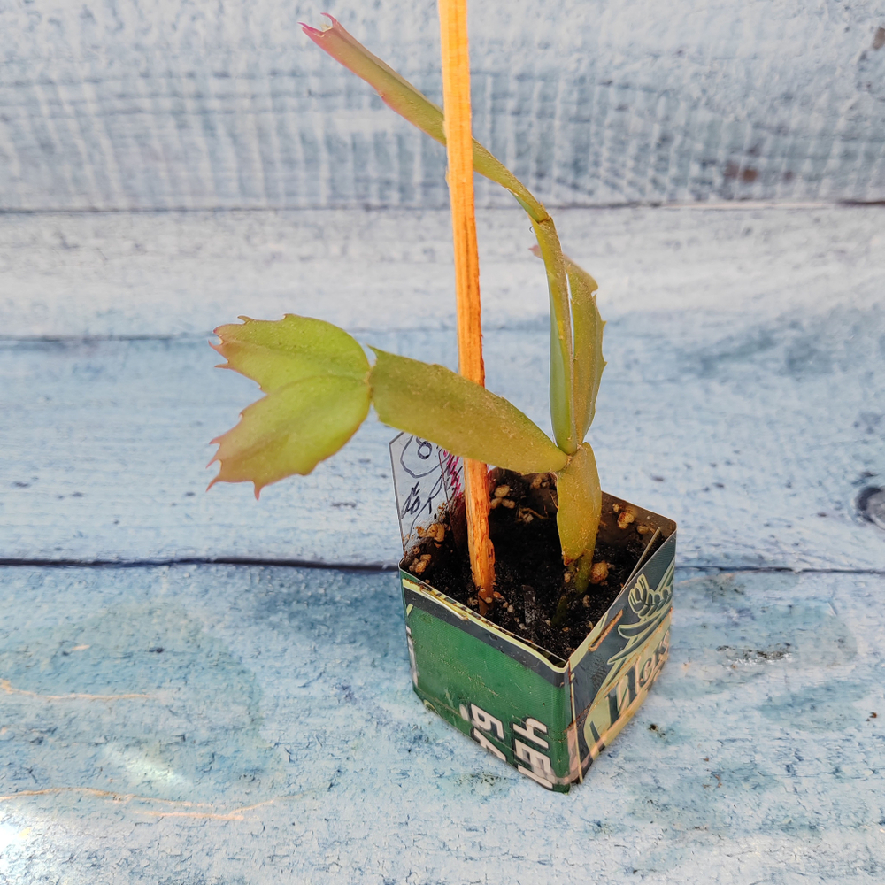 Schlumbergera Liberty Tasma Jay (Декабрист)