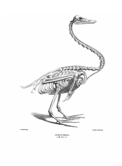 Supplement to Osteologia Avium. Or, A sketch of the osteology of birds | Thomas Campbell Eyton
