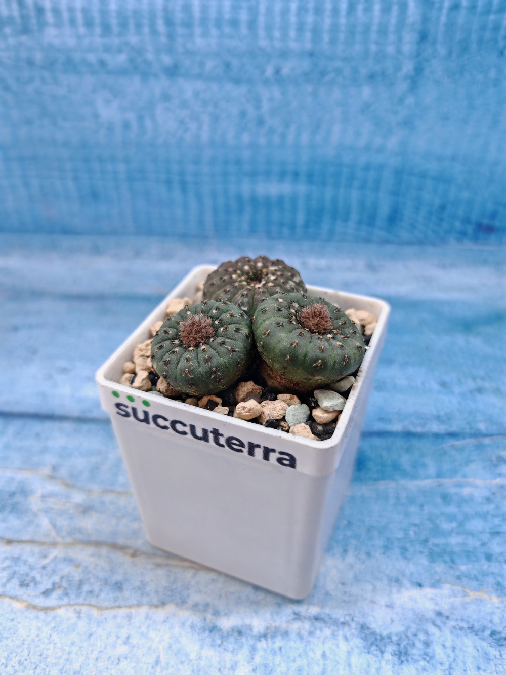 Frailea Castanea (Фрайлея)