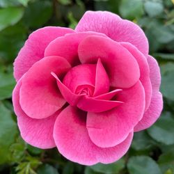 Персиан Мистери (Persian Mystery)