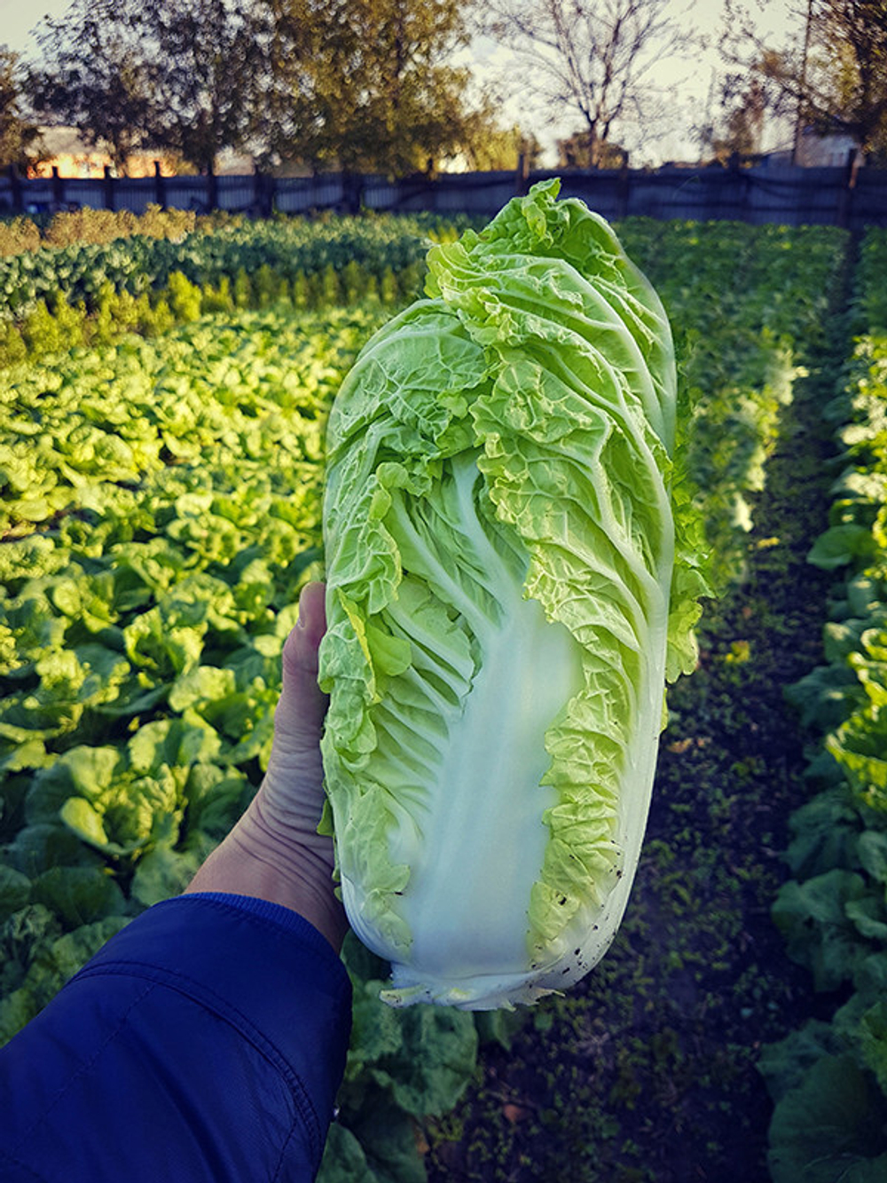 Капуста пекинская Капелла F1 (50шт)  Витагрин Профи