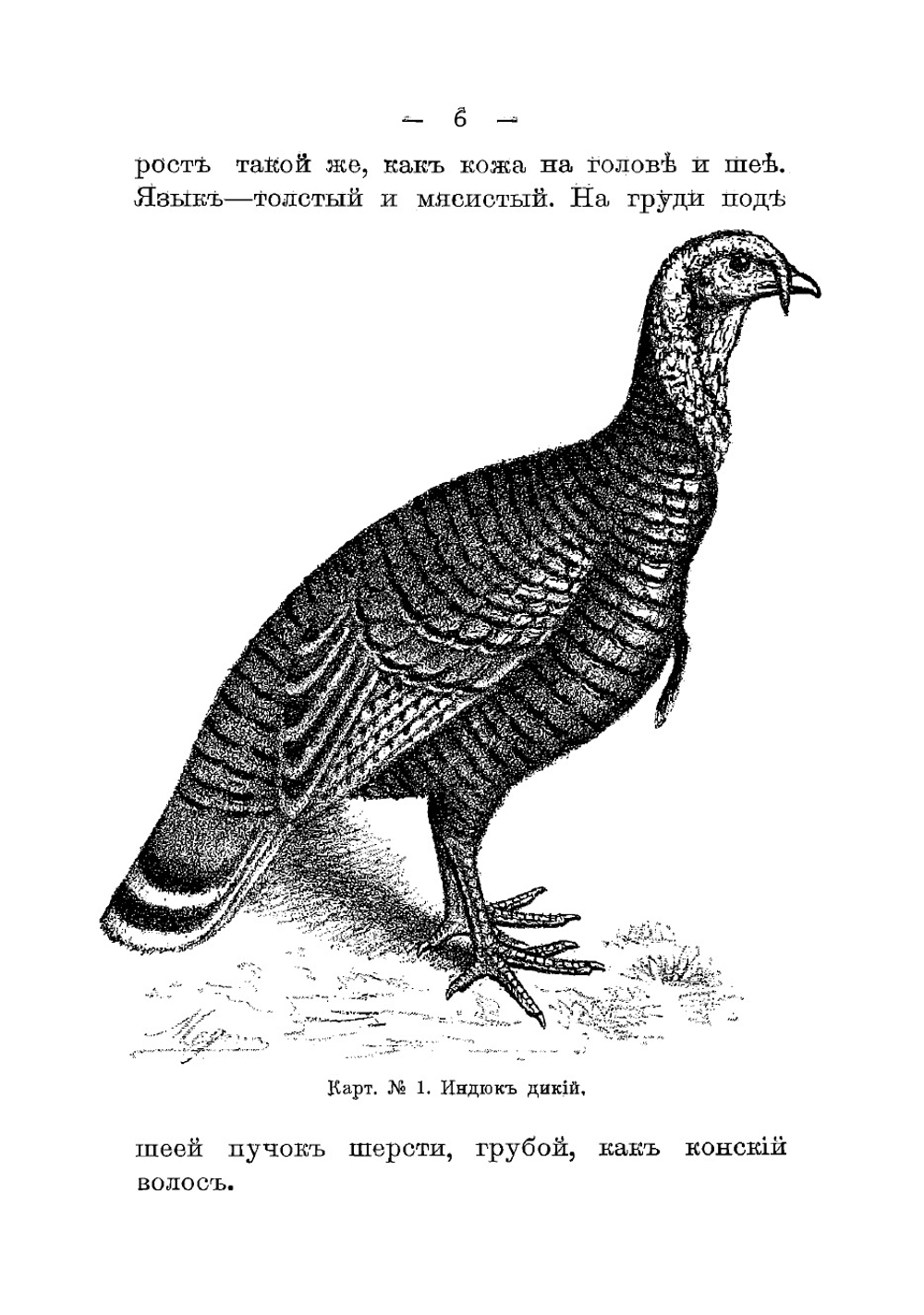 Промысловое птицеводство | Орлова Ольга Михайловна