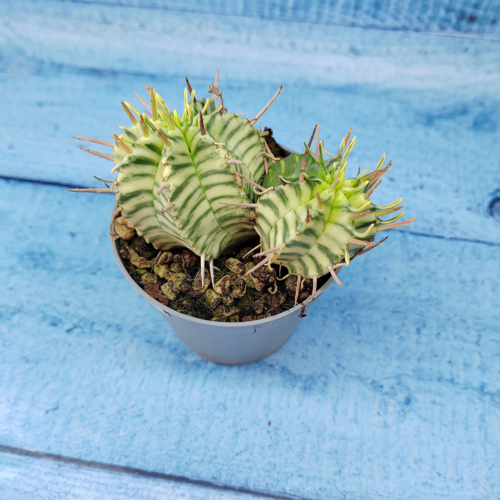 Euphorbia meloformis f. Variegated (Эуфорбия вариегатная)