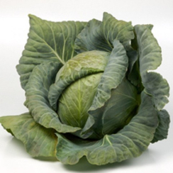 СВ 3336 ЖБ (Агата) F1 семена капусты белокочанной (Seminis / Семинис)