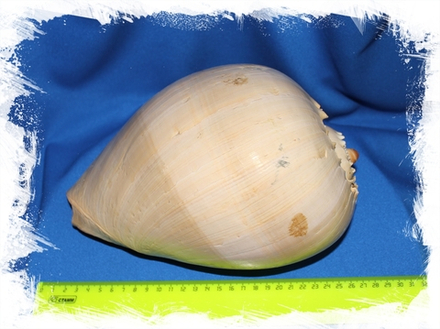 Мело Амфора, 23-26см, 1шт