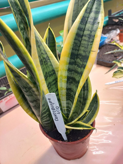 Сансевиерия