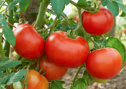 Томат Удачный красный детерминантный, готовая к высадке рассада МАЙ ЗКС 1 литр