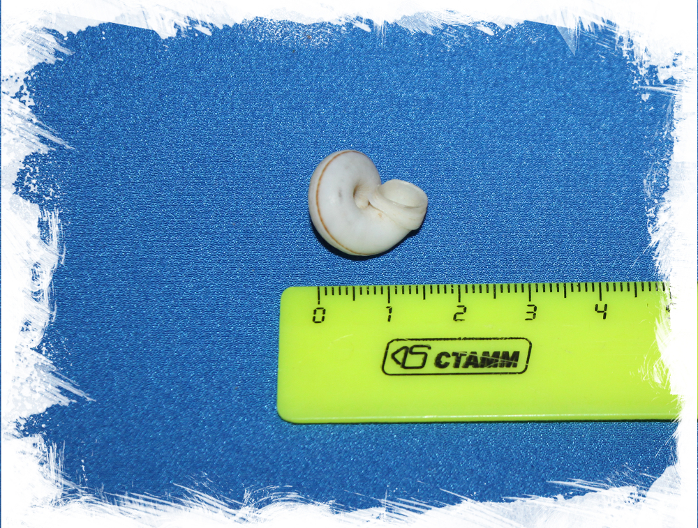 Циклофорус лингаиферус (Cyclophorus linguiferus)