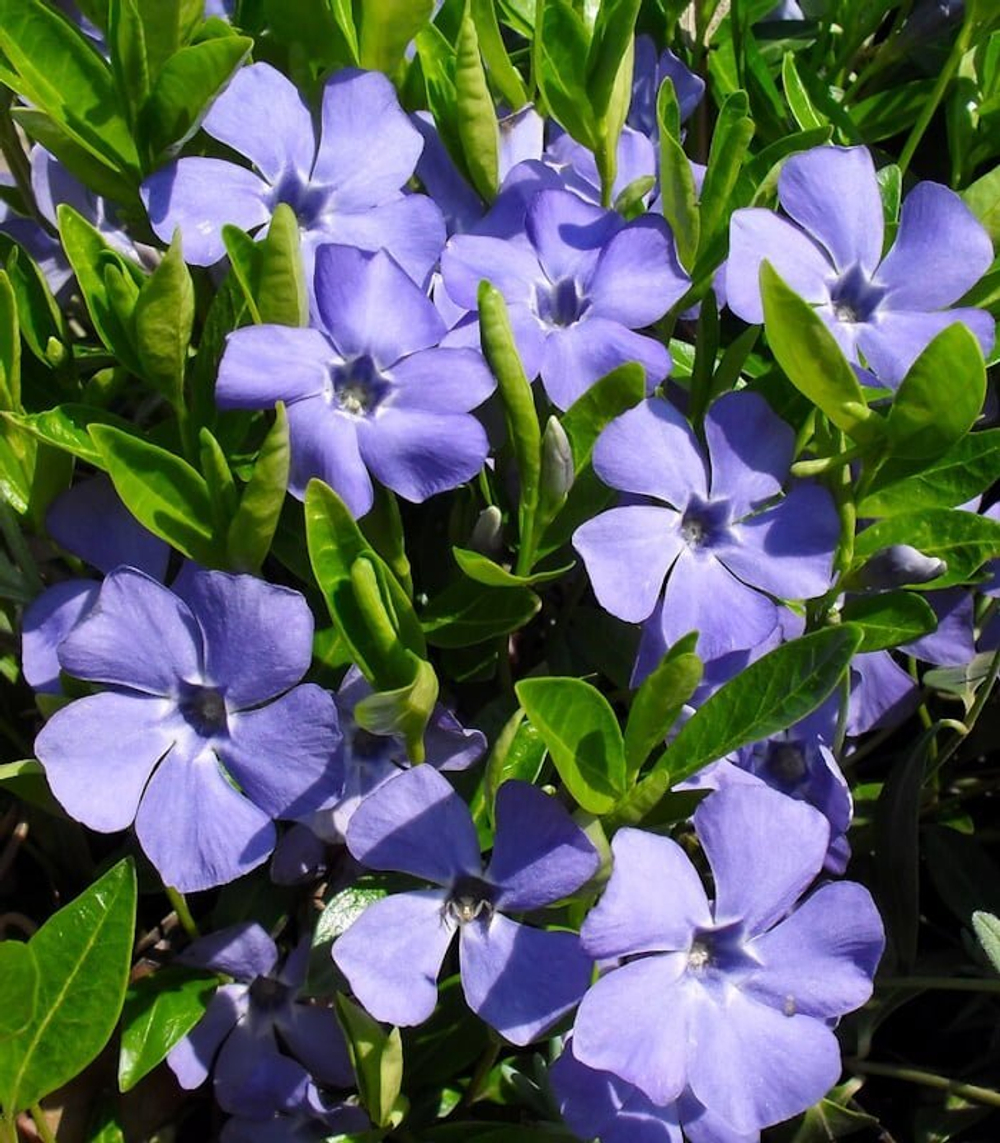 Барвинок малый. Vinca minor.