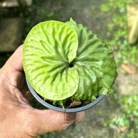 Платицериум P.MADAGASCARIENSE