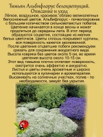 Тимьян Альбифлорус чабрец пряность многолетняя