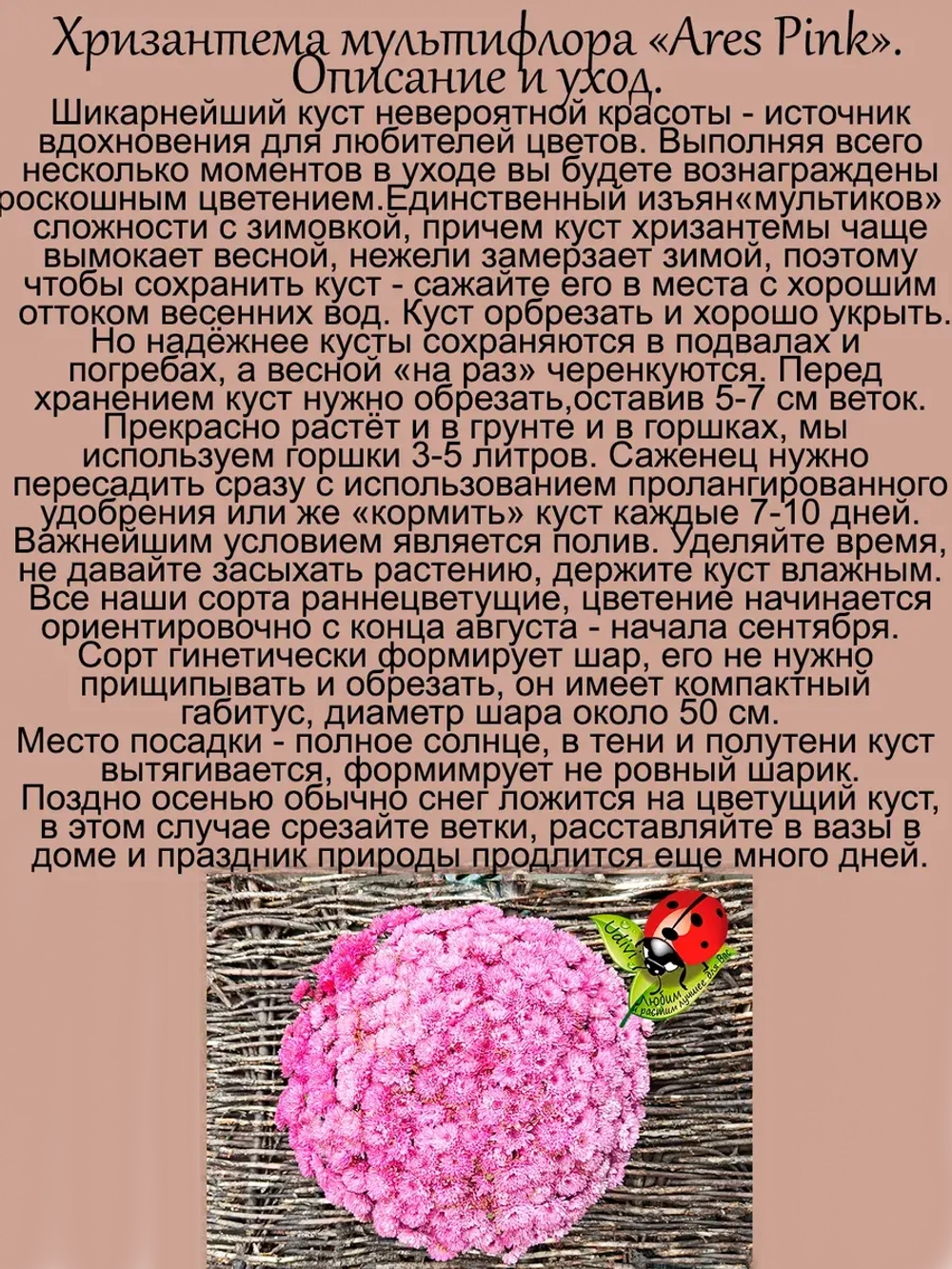 Хризантема Арес Пинк мультифлора