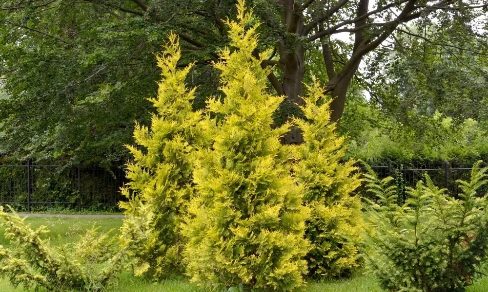 Туя западная Голден Брабант Закупка М35 наличие 2026