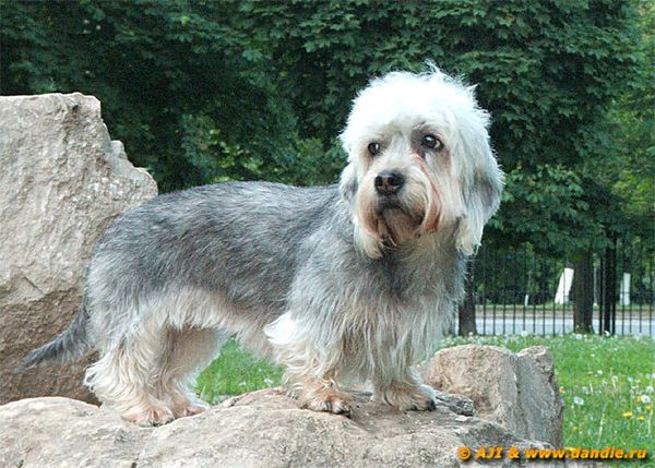 Денди-динмонт терьер Денди-динмонт терьер