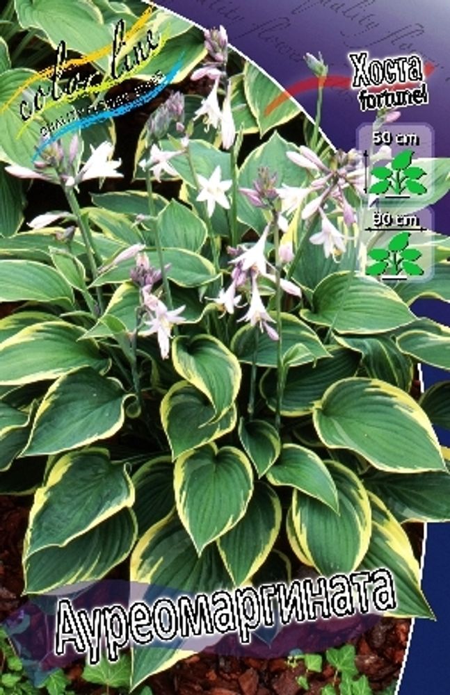 Hosta Aureomarginata (fortunei) 1шт.