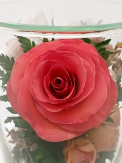 натуральные цветы в стекле, вакуум