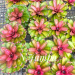 Неорегелия TAMPA