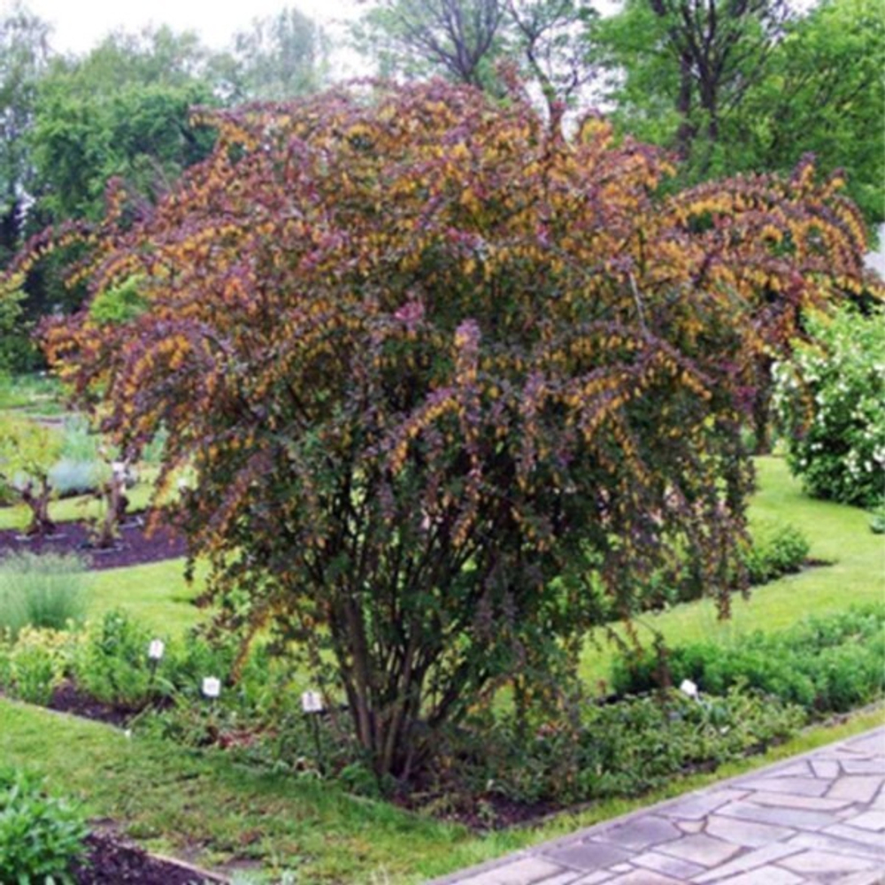 Барбарис Тунберга Атропурпуреа нана C3 20-25