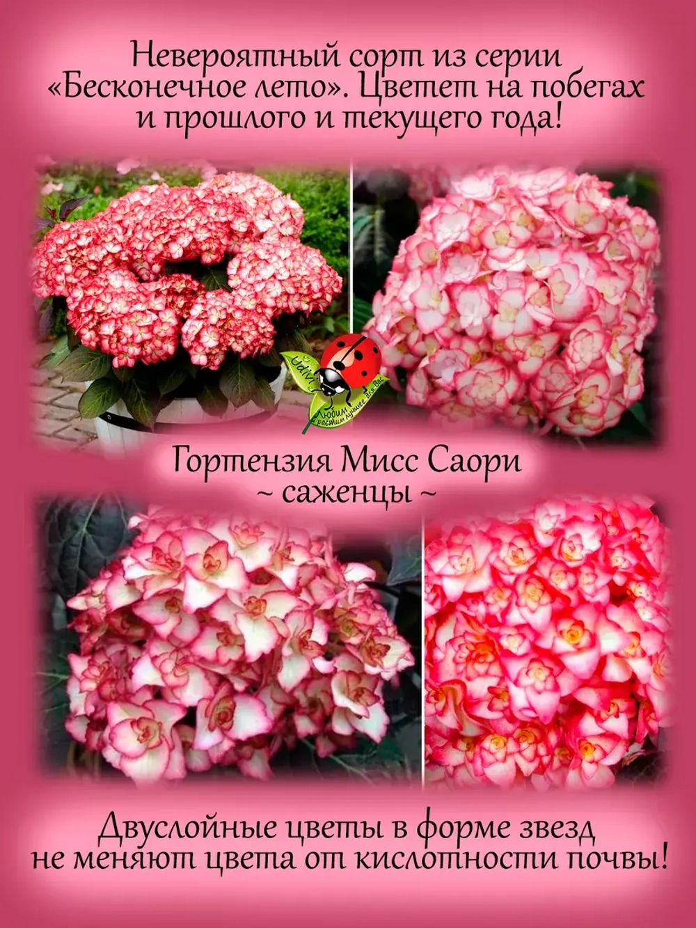 Гортензия Мисс Суори крупнолистная морозостойкая