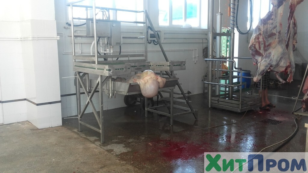 Линия ритуального убоя КРС 50 голов/смена. Ставропольский край