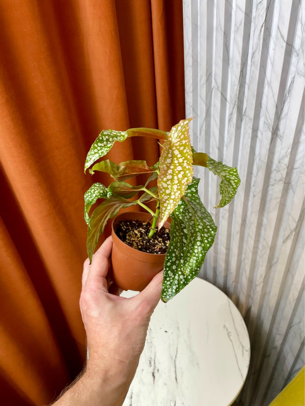 Бегония Макулата Уайти, D9см Н20см, 1шт, Urban Jungle