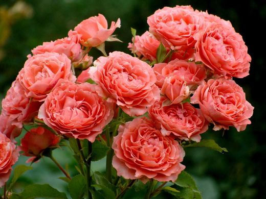 Роза Коралл Желе штамб 130-140 см Закупка М21 весна 2026