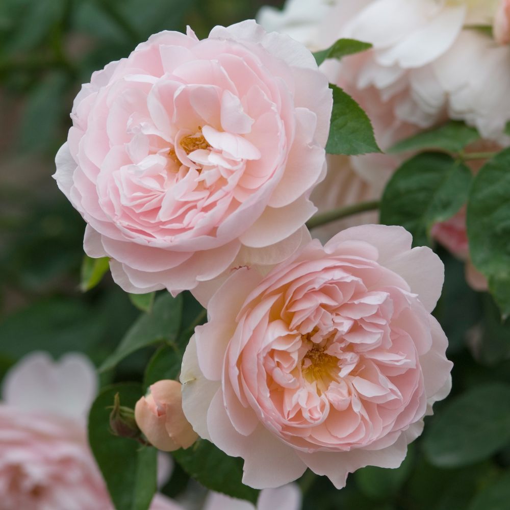 Джентл Гермионе (Gentle Hermione)