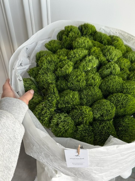 Моно букет из диантусов сорта Грин трик 51 шт