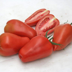 Гусарский F1 семена томата индетерминантного (Гавриш)