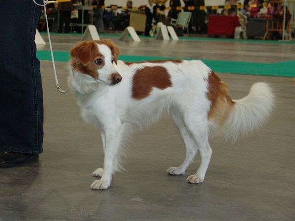 Кромфорлендер Кромфорлендер