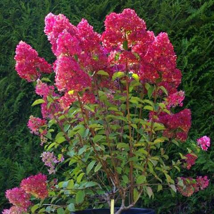 Гортензия метельчатая Samarskaya Lidiya