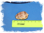 Ципрекассис тестикулус (Cypraecassis testiculus) размер 3,4 см.