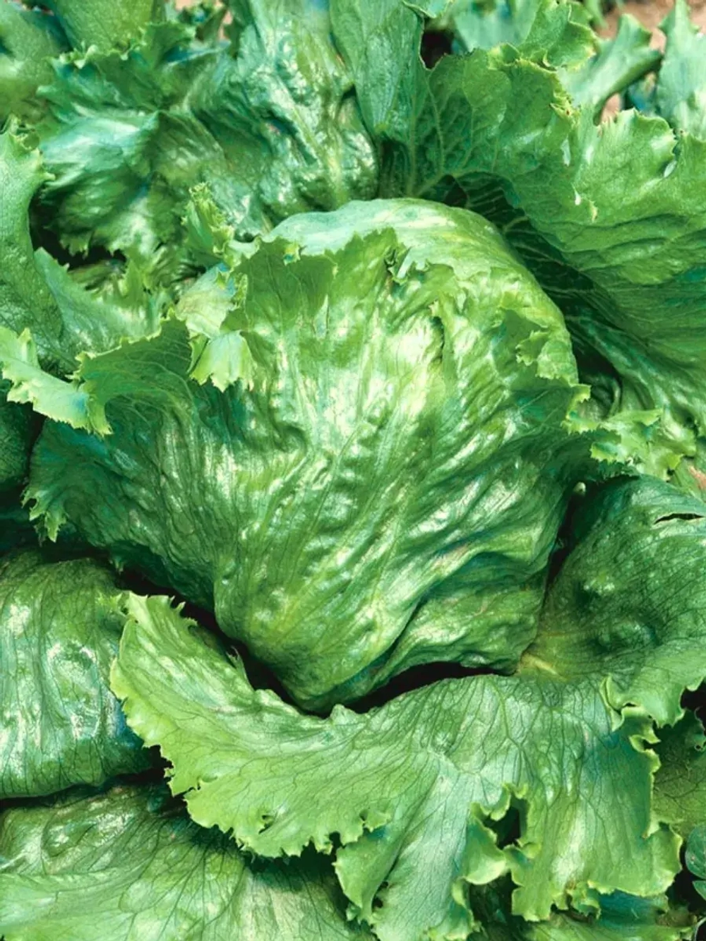 Семена Салат Великие Озера