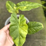 Алоказия PORTORA AUREA VAR