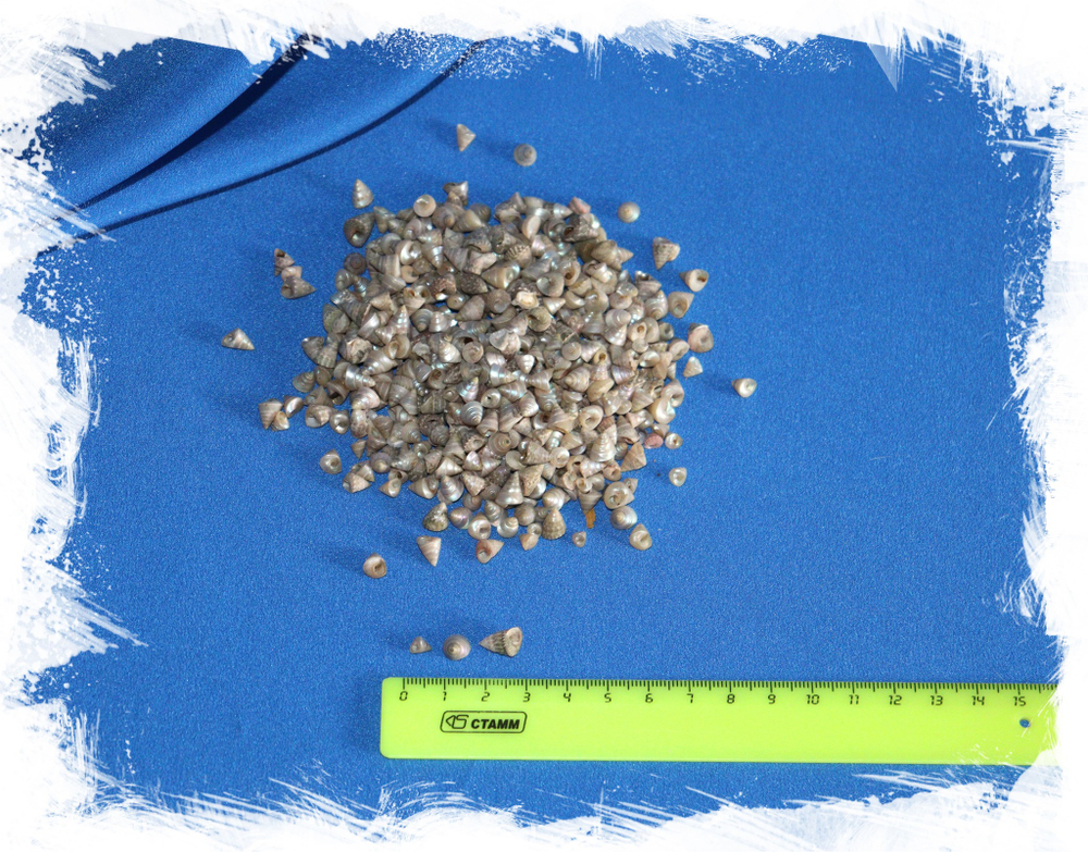 Морские ракушки для моря из эпоксидной смолы