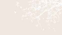 Контуры птиц