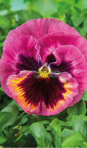 Фиалка Виттрока XTRADA PINK SHADES WITH BLOTCH F1