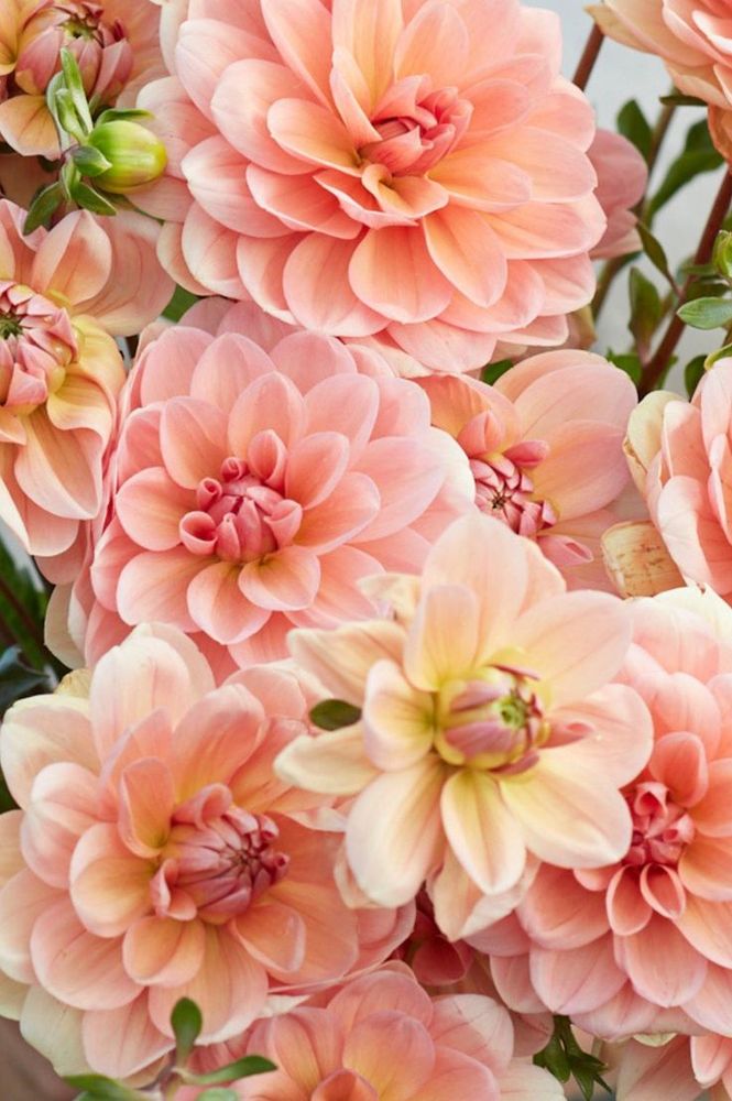 Георгин Yelno Harmony (корень) Закупка М55 апрель 2026